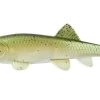 Fishlabs Bio Minnow Swimbaits 1 Fishlabs Bio Minnow Swimbaits -Fishing Supplies Store BB BabyBass 91131.1680739525