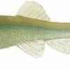 Little Creeper Trash Fish Swimbaits 6" -Fishing Supplies Store lcreep aatf 2 88886.1627946036